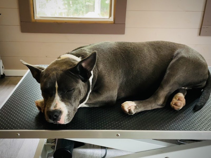 France LE PERU OSTEOPATHE ANIMALIER CANIN, FELIN et NAC OA369 - photo 3