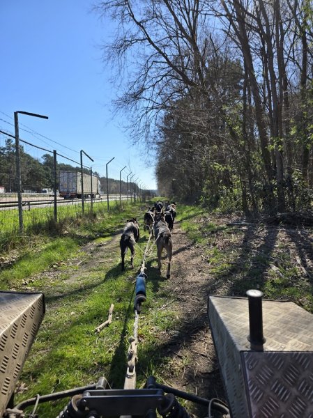 EVASION CANINE - photo 2