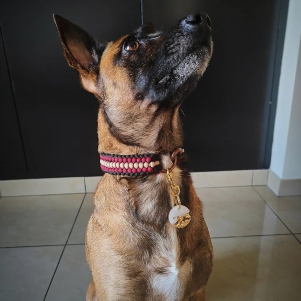 Capucine Mareau - Ostéopathe Animalier (équin, canin, félin, NAC) inscrite au RNA - photo 3
