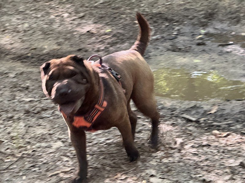 Parc canin - photo 2