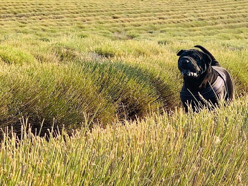 La Maison de Peïpeï - Pension canine à Méry sur Marne - photo 1