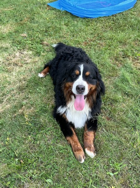 La Maison de Peïpeï - Pension canine à Méry sur Marne - photo 2