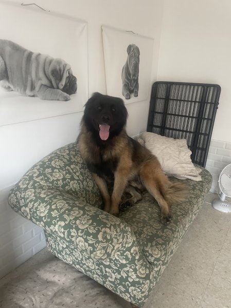 La Maison de Peïpeï - Pension canine à Méry sur Marne - photo 3