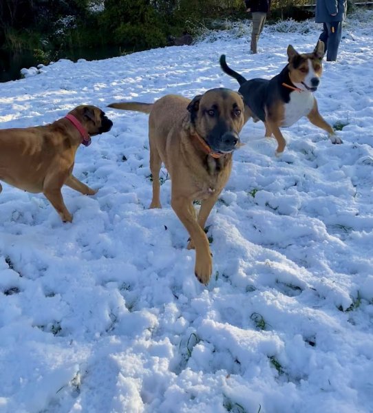 Peace n' Dogs - photo 1