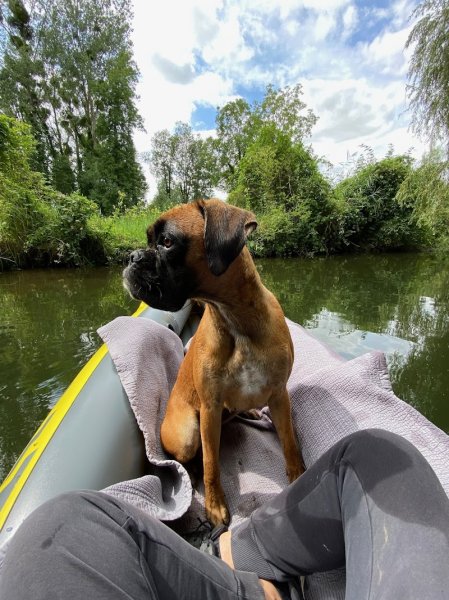 Peace n' Dogs - photo 2