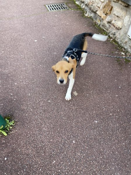 Peace n' Dogs - photo 3