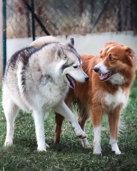 De Nature Canine Versailles - Comportementaliste et Éducateur canin