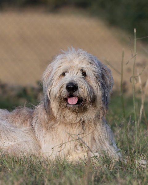 De Nature Canine Versailles - Comportementaliste et Éducateur canin - photo 2