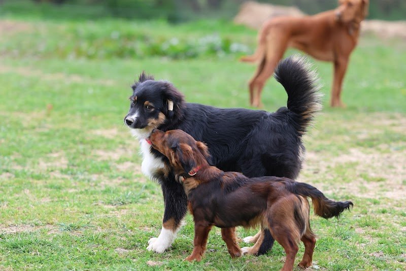 De Nature Canine Versailles - Comportementaliste et Éducateur canin - photo 3