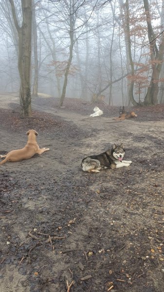 CHEF DE MEUTE EDUCATEUR CANIN COMPORTEMENTALISTE