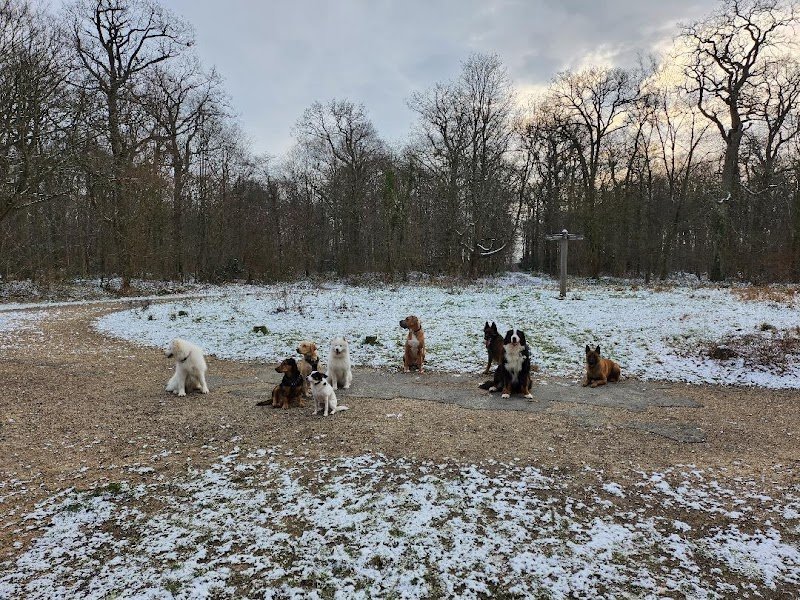 CHEF DE MEUTE EDUCATEUR CANIN COMPORTEMENTALISTE - photo 2