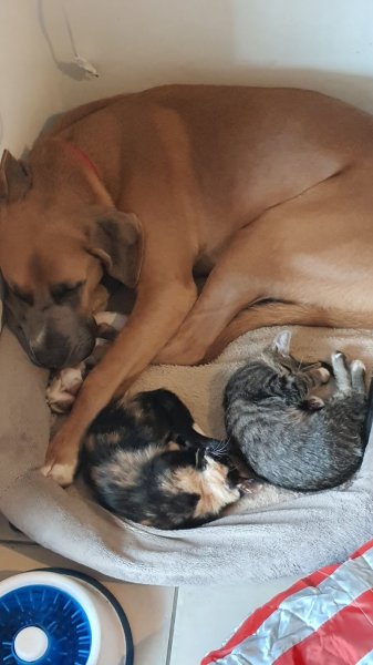 CHEF DE MEUTE EDUCATEUR CANIN COMPORTEMENTALISTE - photo 3