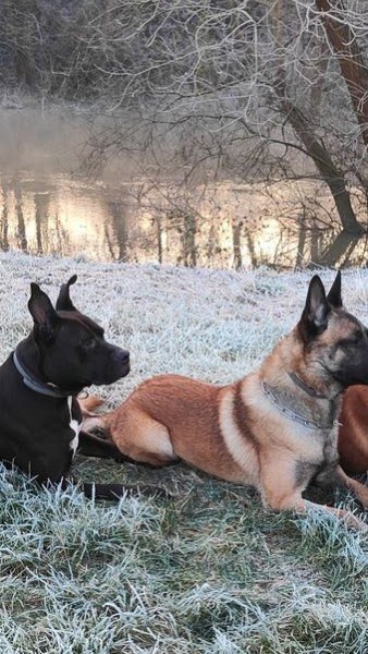 La meute d’Onyx – Educateur comportementaliste canin à Sartrouville et ses alentours