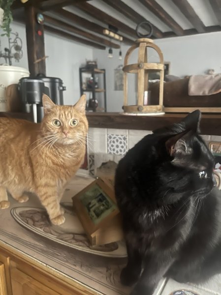 De tous poils - comportementaliste canin et félin certifiée - photo 2