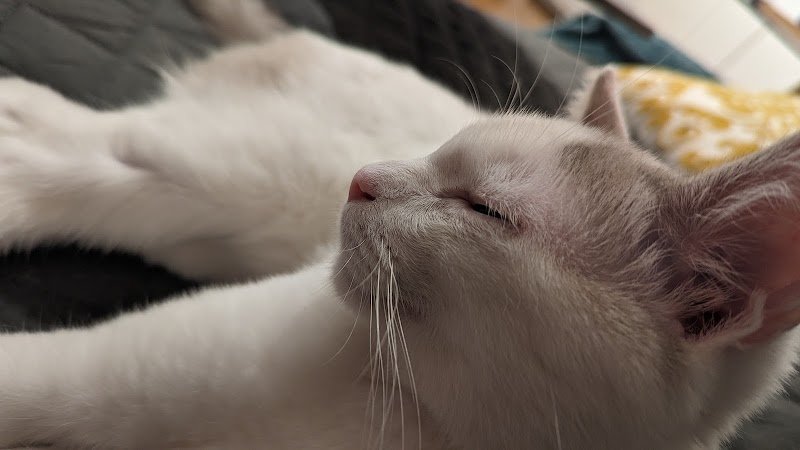 De tous poils - comportementaliste canin et félin certifiée - photo 3