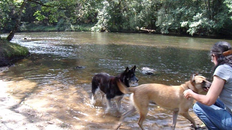 Des chiens et des forêts - photo 1