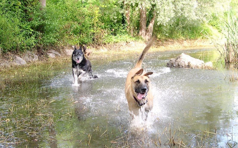 Des chiens et des forêts - photo 2