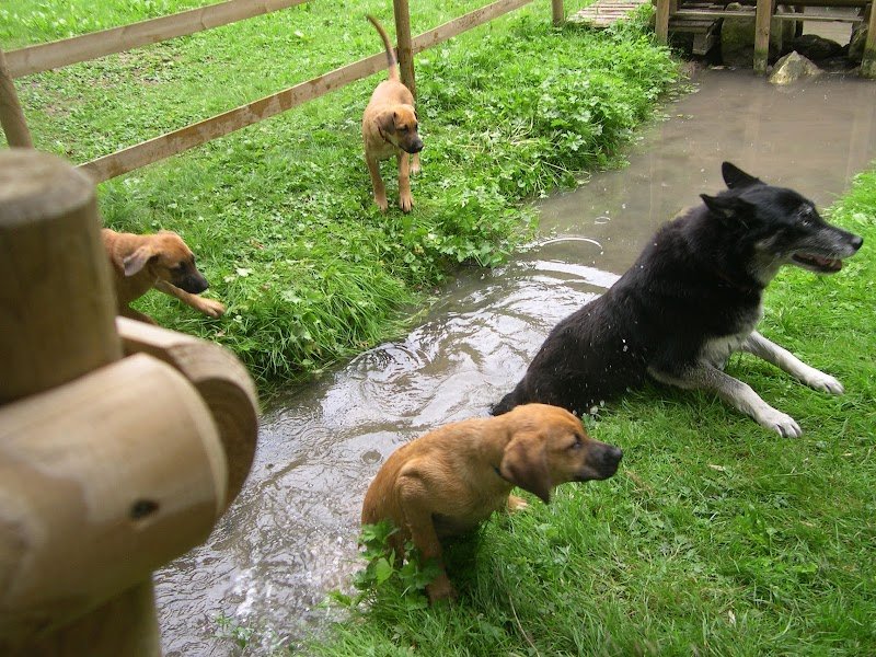 Des chiens et des forêts - photo 3