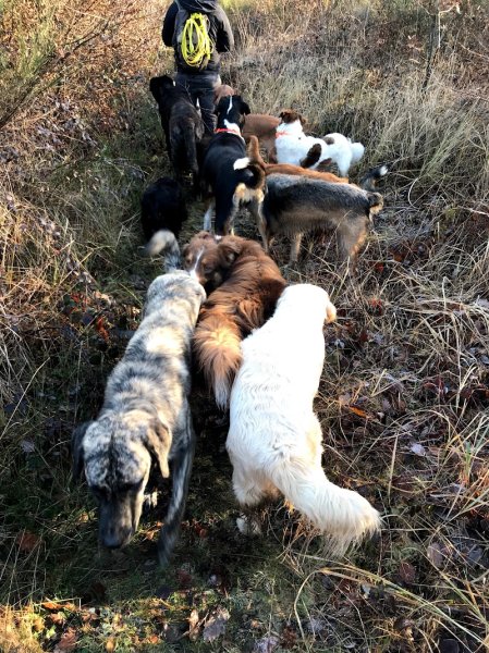 Maxicanin promenade de chiens - photo 2