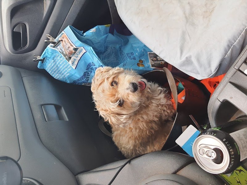 Maxicanin promenade de chiens - photo 3