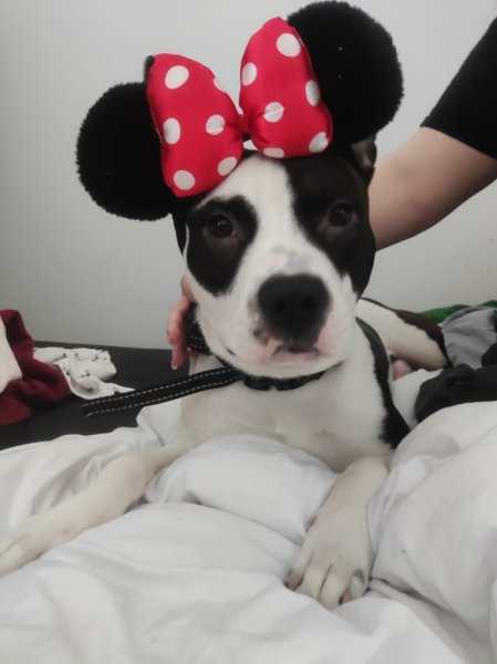 DOG TROTTEUR - photo 2