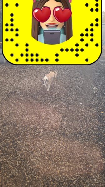 DOG TROTTEUR - photo 3