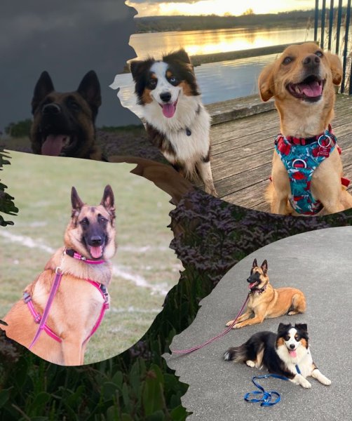 Sherwood DogEduc - photo 1