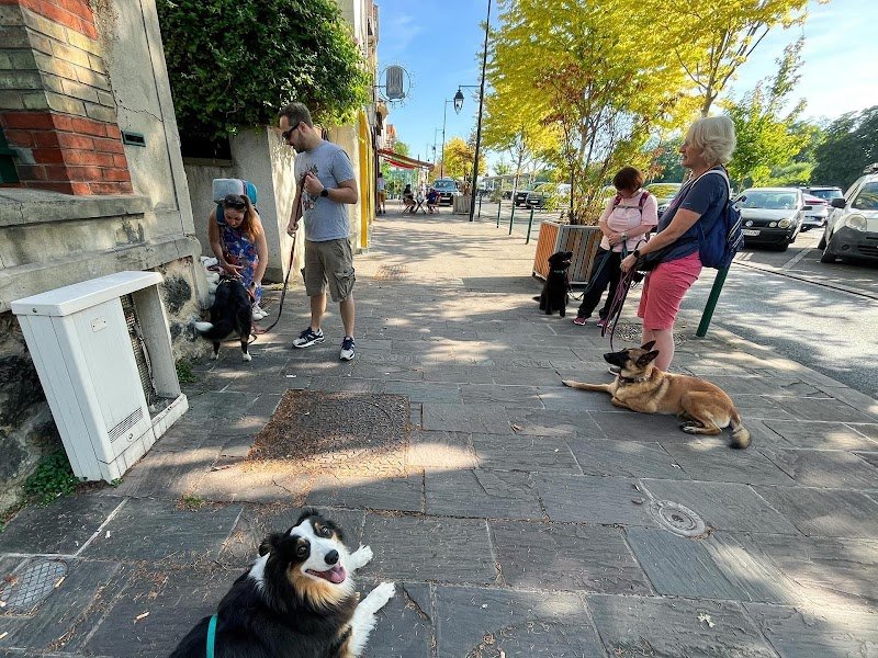 Sherwood DogEduc - photo 2