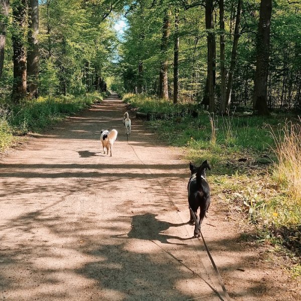 Cabot-Caboche : éducateur canin comportementaliste