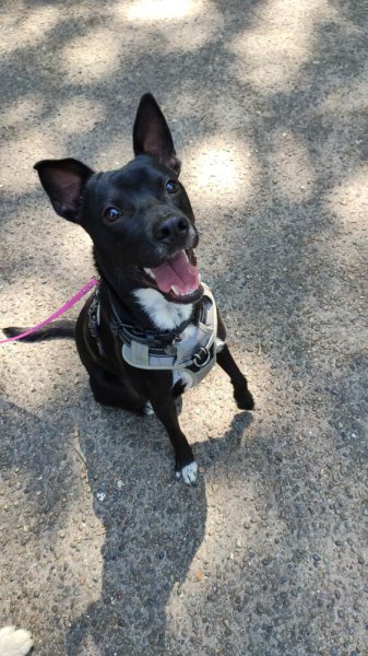 Cabot-Caboche : éducateur canin comportementaliste - photo 2