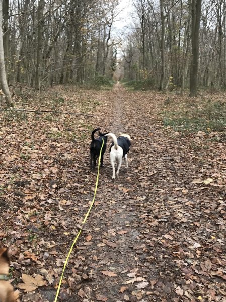 Cabot-Caboche : éducateur canin comportementaliste - photo 3
