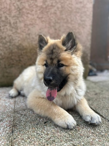 ACE Expertise Canine Yvelines - Éducateur canin spécialisé / Comportementaliste - Pension familiale🐕 - photo 1