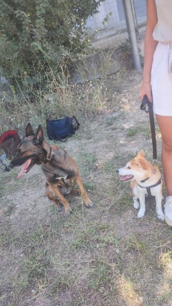 ACE Expertise Canine Yvelines - Éducateur canin spécialisé / Comportementaliste - Pension familiale🐕 - photo 2