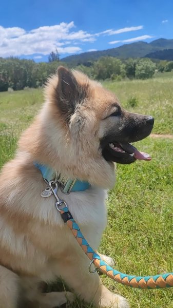 ACE Expertise Canine Yvelines - Éducateur canin spécialisé / Comportementaliste - Pension familiale🐕 - photo 3