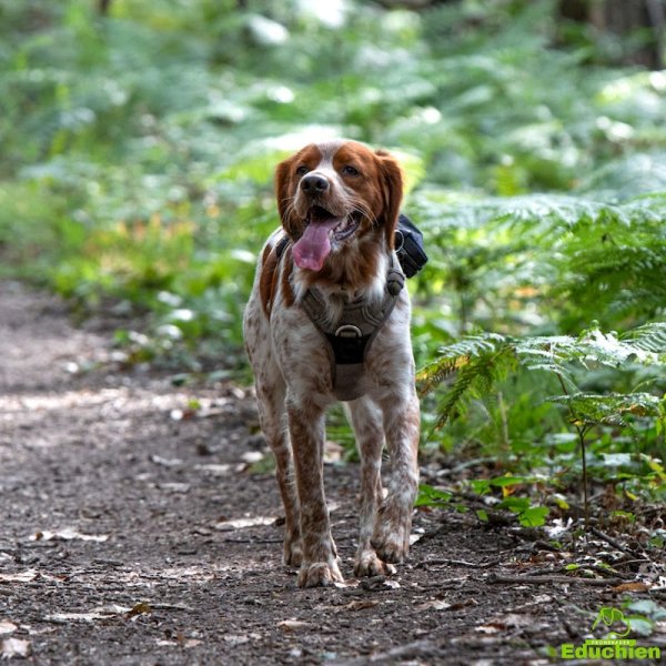 EDUCHIEN PROMENADES par EDUCHIEN - photo 2