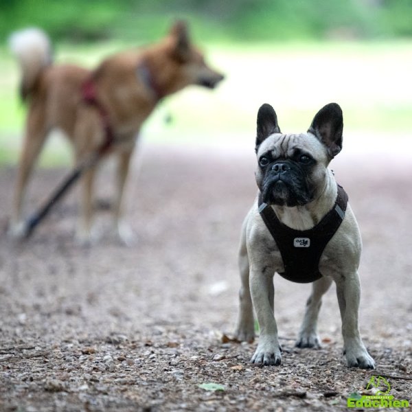 EDUCHIEN PROMENADES par EDUCHIEN - photo 3