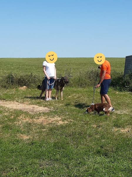 Club Canin Villiers-Saint-Frédéric - photo 1