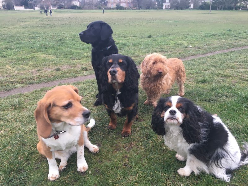 Les Mascottes - Education canine - photo 1