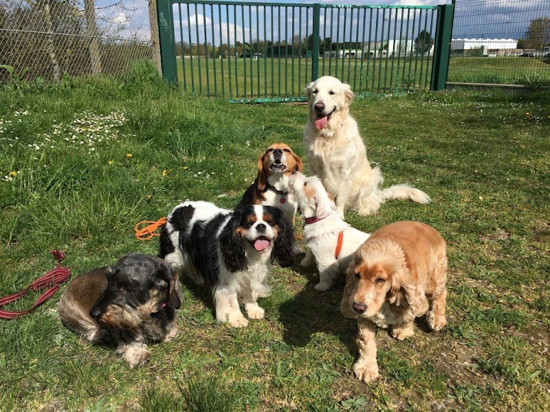 Les Mascottes - Education canine - photo 2