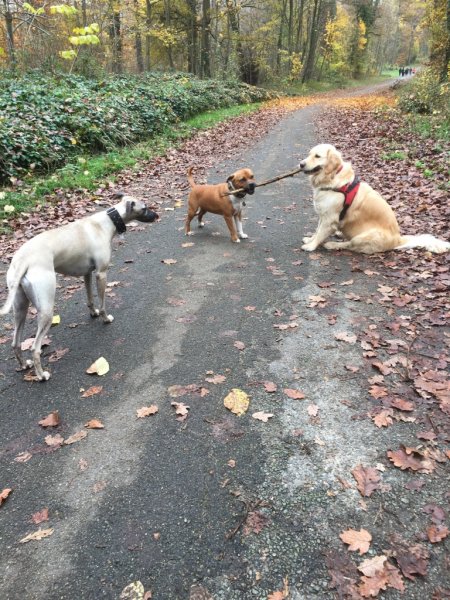 Les Mascottes - Education canine - photo 3