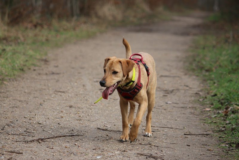 Petit Oslo - Service de promenades pour chiens