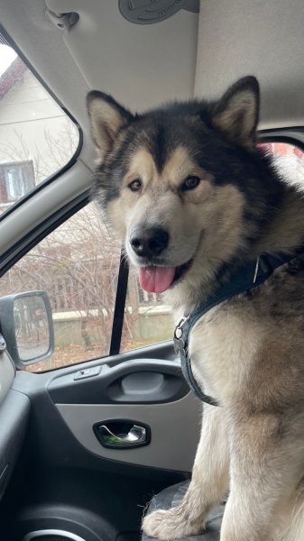 Petit Oslo - Service de promenades pour chiens - photo 2