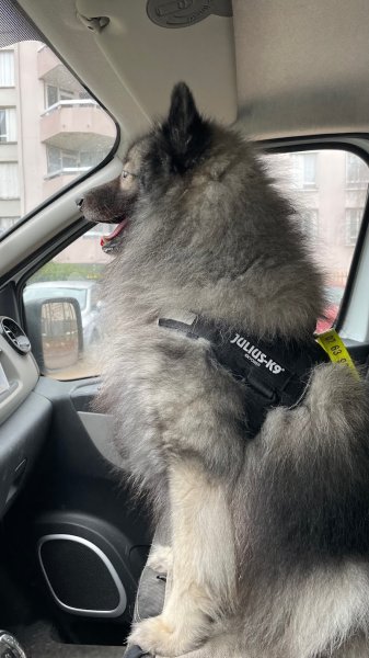 Petit Oslo - Service de promenades pour chiens - photo 3