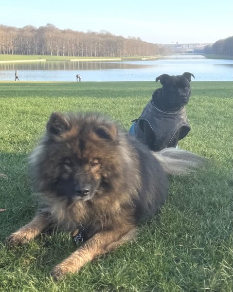 My Dog Education - Educateur canin 78