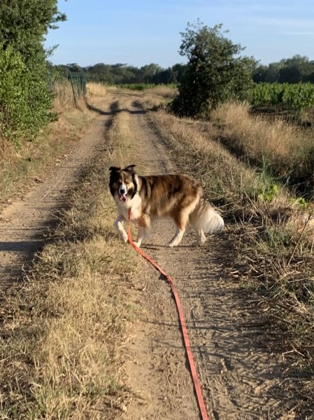 My Dog Education - Educateur canin 78 - photo 2