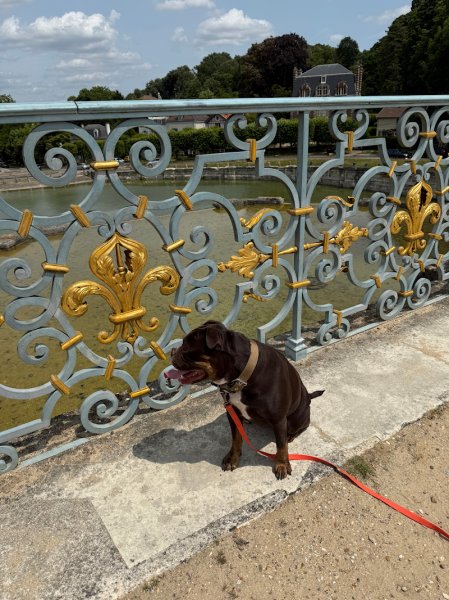 My Dog Education - Educateur canin 78 - photo 3