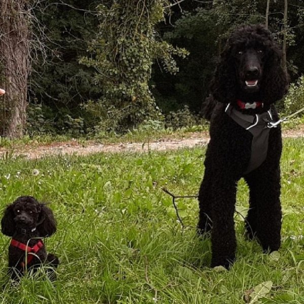 Blog, conseils sur les chiens - photo 1