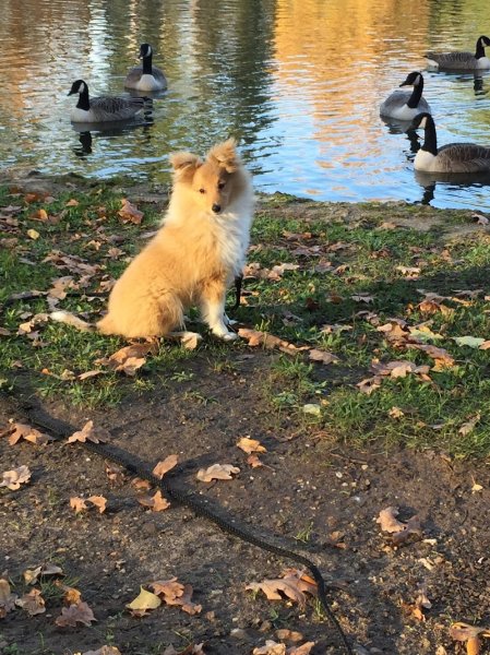 Blog, conseils sur les chiens - photo 2