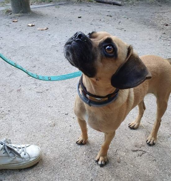 Blog, conseils sur les chiens - photo 3