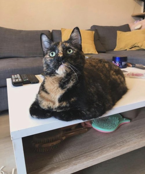 Mélanie Berquet - Comportementaliste félin et Pet sitter - photo 2